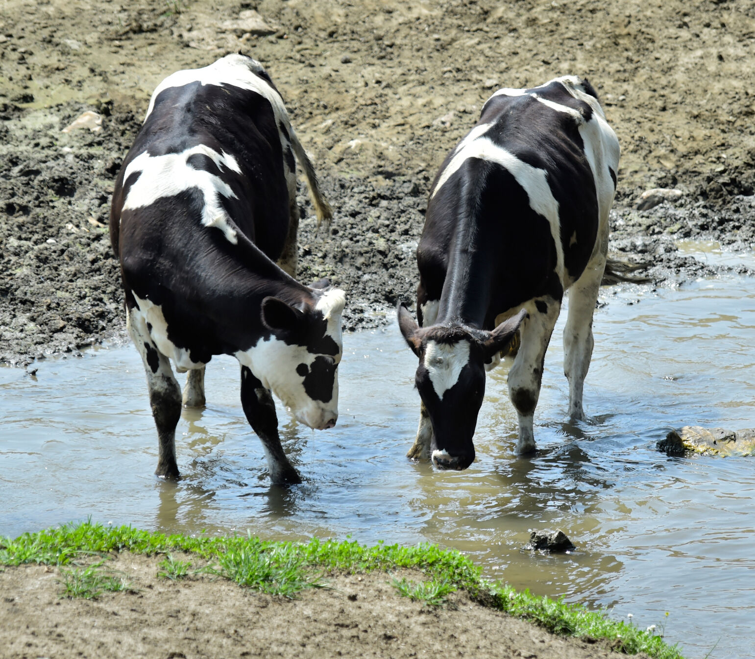 Hot Cows 3.jpg